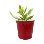 Aptenia cordifolia variegata