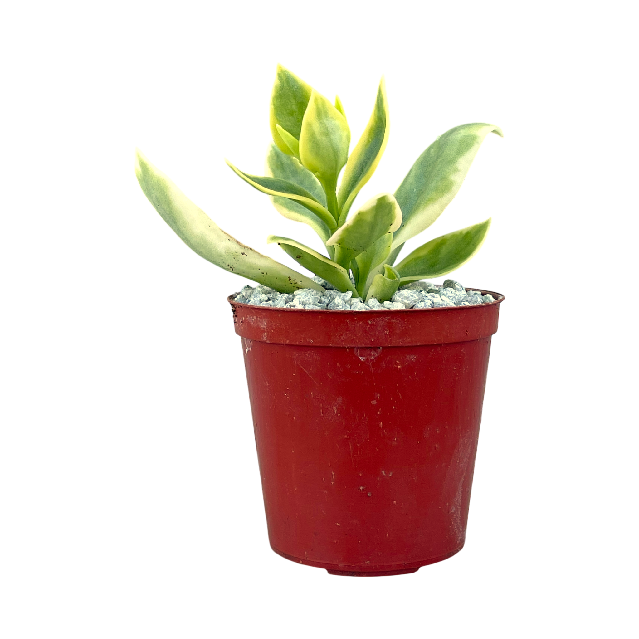 Aptenia cordifolia variegata