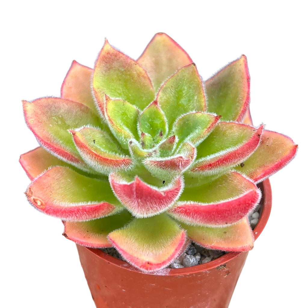 Echeveria 'Giant Mexican Firecracker'