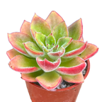 Echeveria 'Giant Mexican Firecracker'