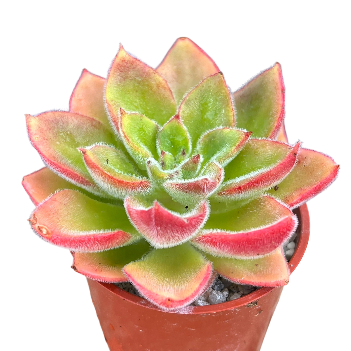 Echeveria 'Giant Mexican Firecracker'