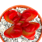 Crassula clavata