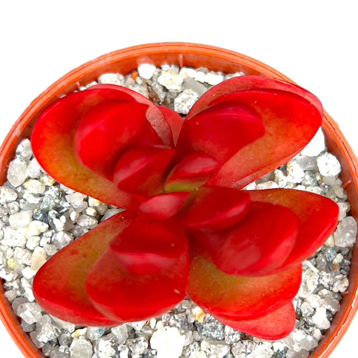 Crassula clavata