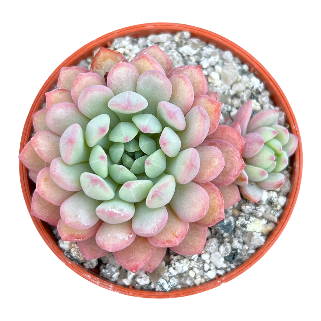 Echeveria 'Naya Elf'