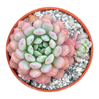 Echeveria 'Naya Elf'
