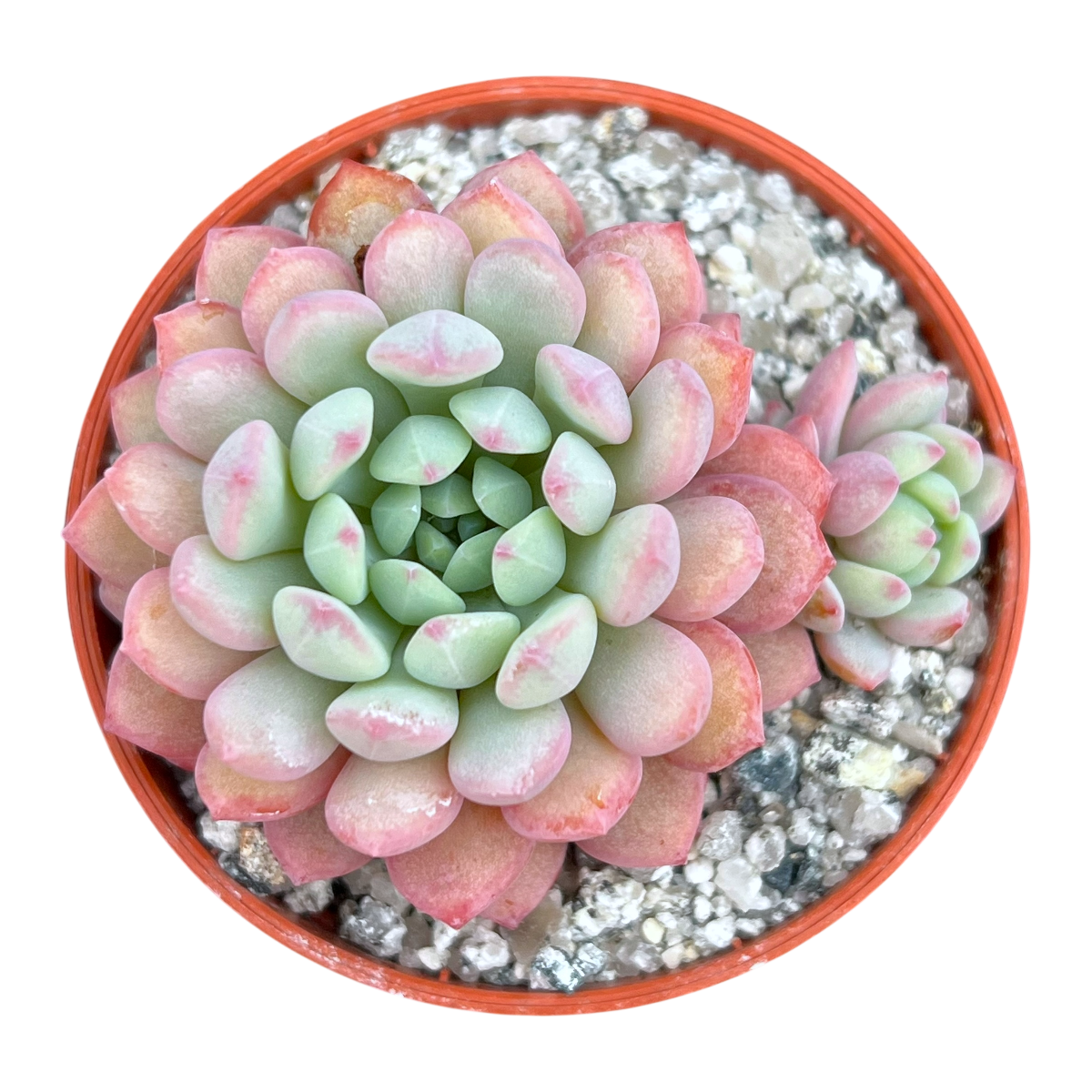 Echeveria 'Naya Elf'