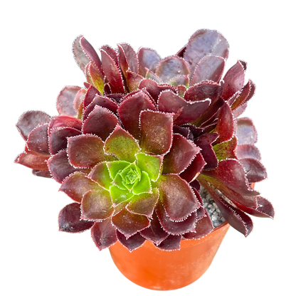 x Semponium 'Halo'