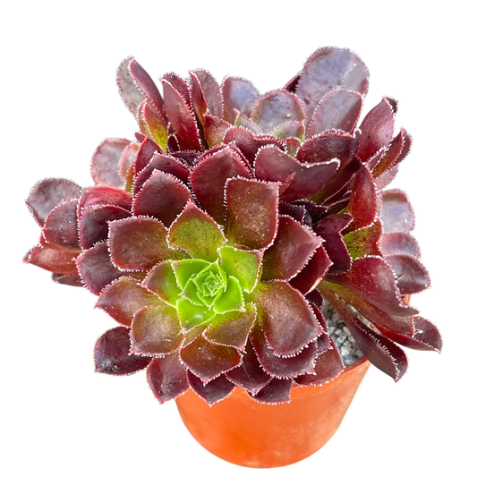 x Semponium 'Halo'