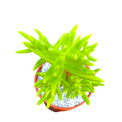 Crassula tetragona