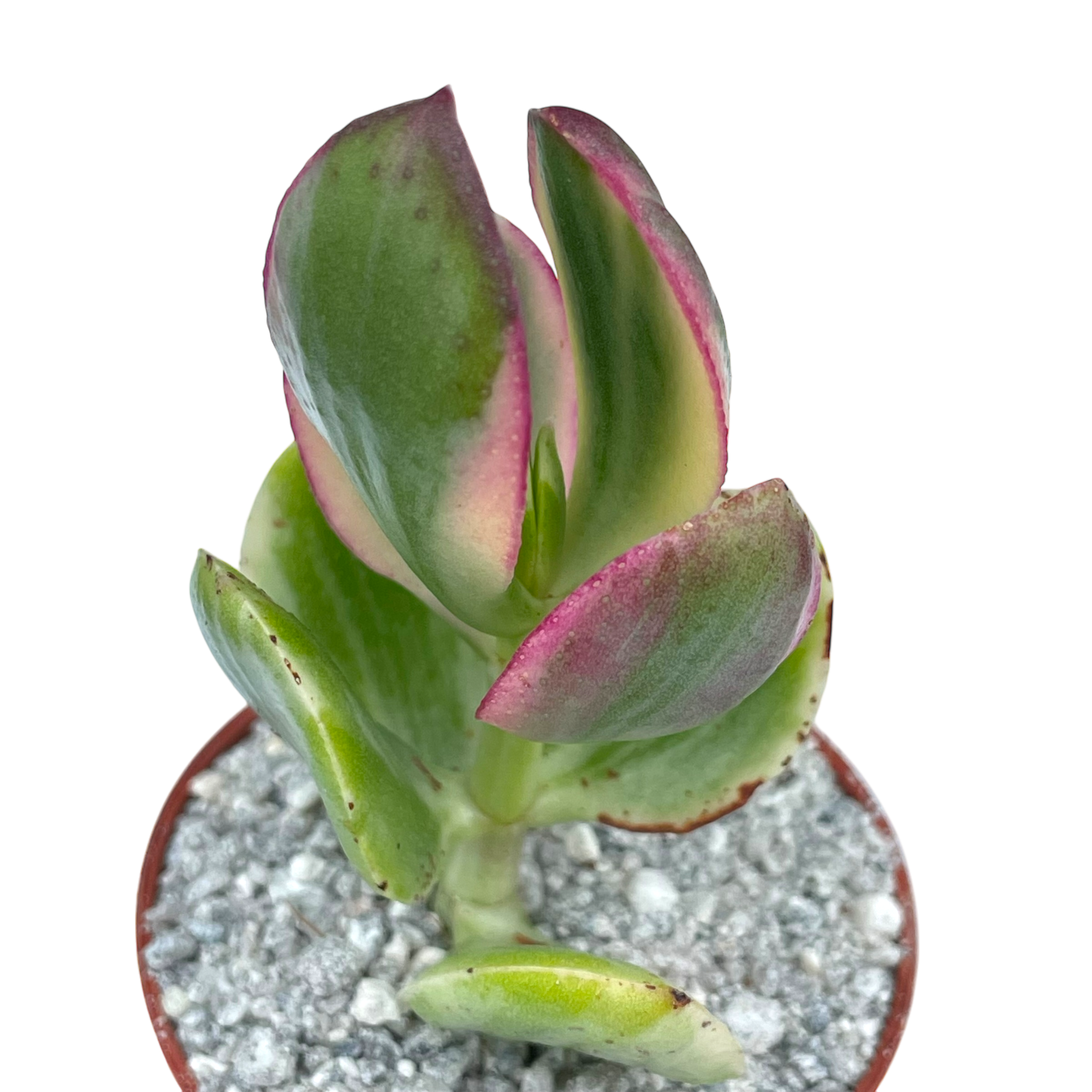 variegated jade plant pink Crassula ovata variegata – Surreal Succulents
