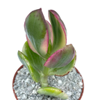 Crassula ovata variegata