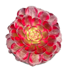 Aeonium 'Mardi Gras'