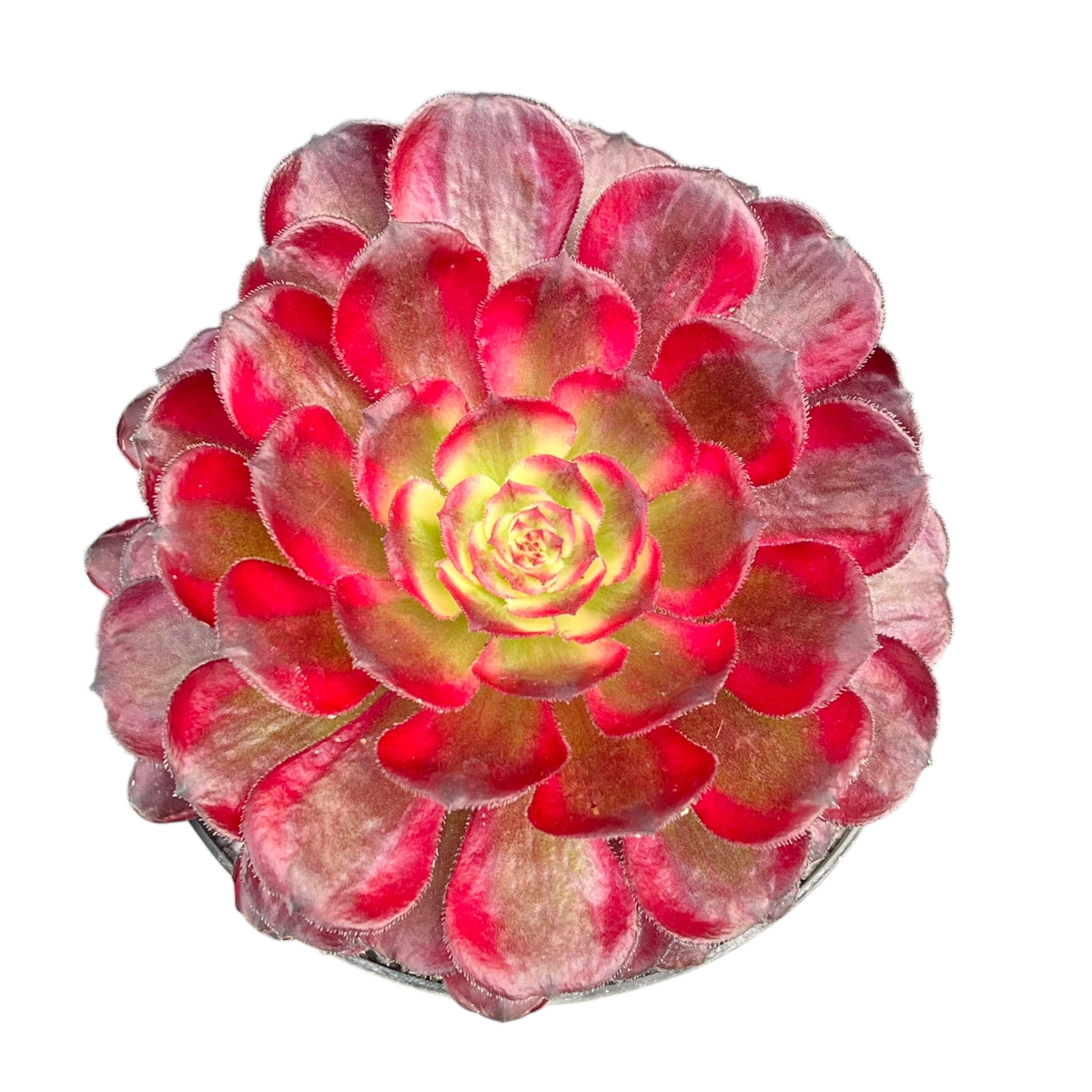 Aeonium 'Mardi Gras'