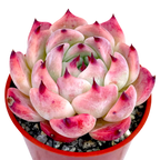Echeveria chihuahuaensis 'Raspberry Dip'
