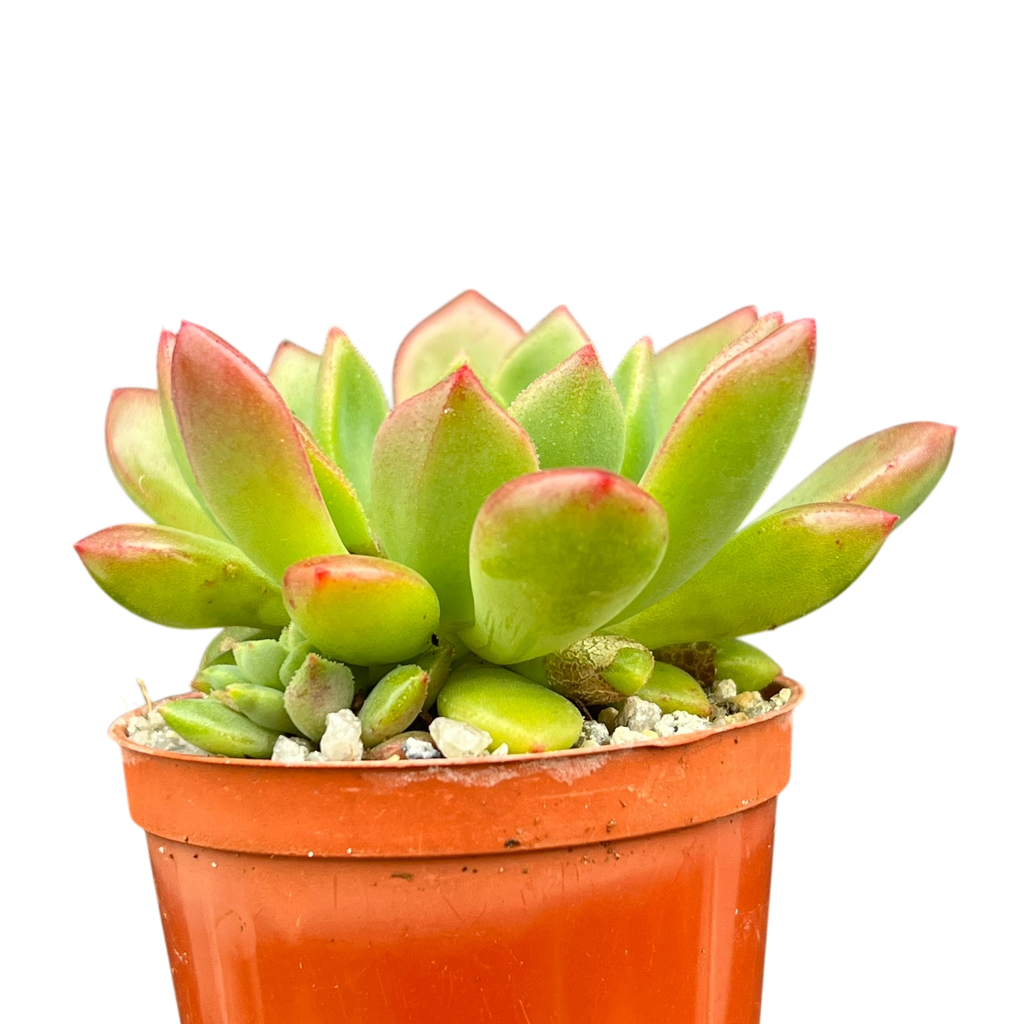 Echeveria 'Ron Evans'