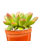 Echeveria 'Ron Evans'