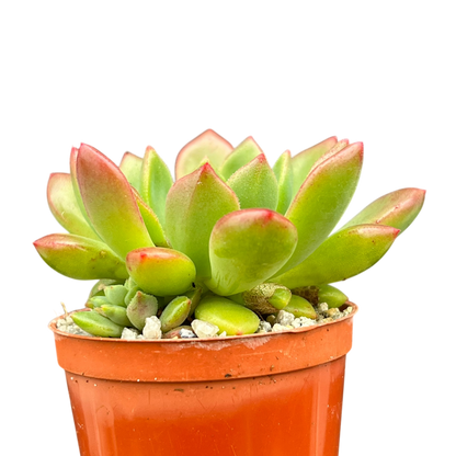 Echeveria 'Ron Evans'
