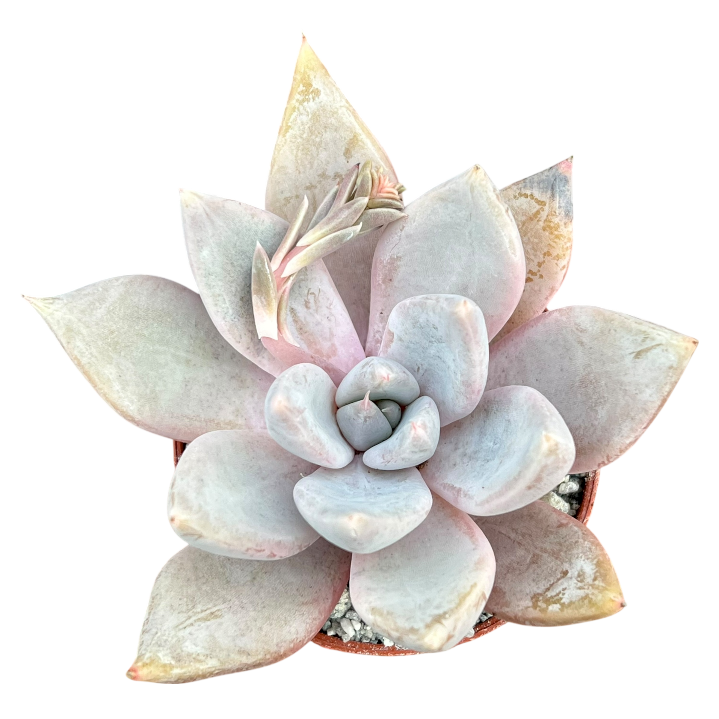 grey succulent with pink flowers Echeveria 'Mr Grey' – Surreal Succulents