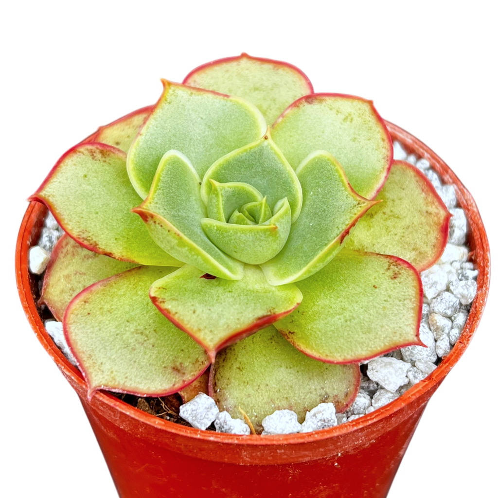 Echeveria longissima