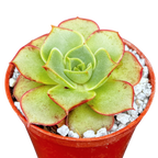 Echeveria longissima