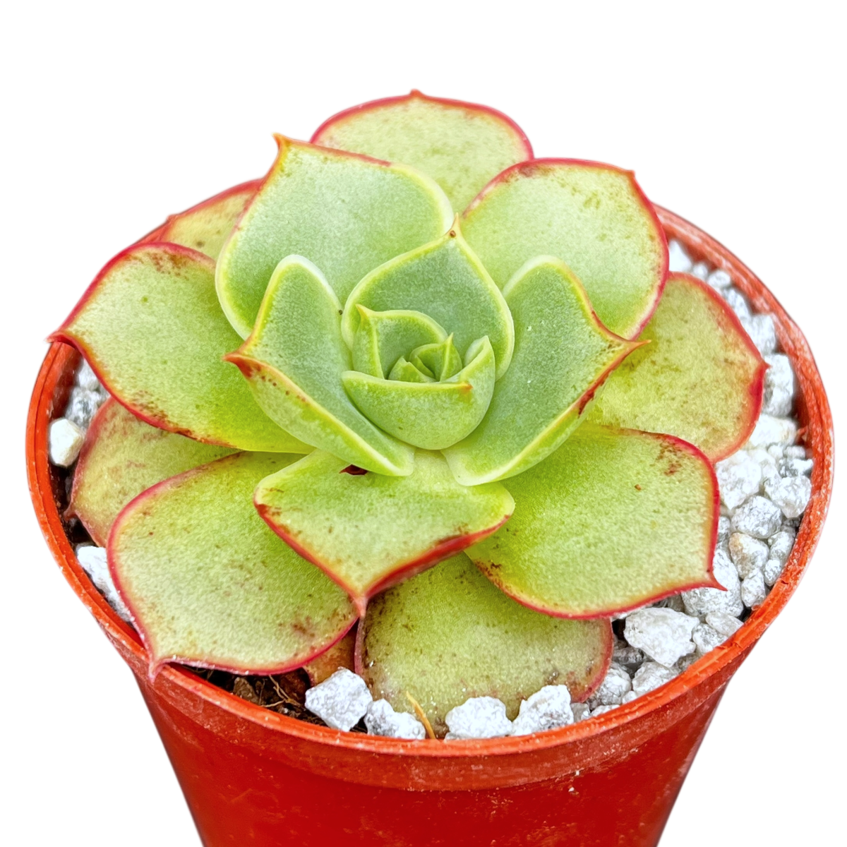 Echeveria longissima
