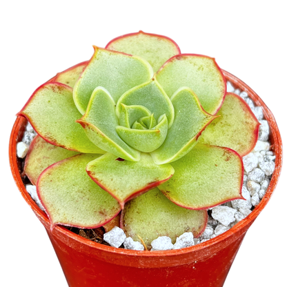 Echeveria longissima