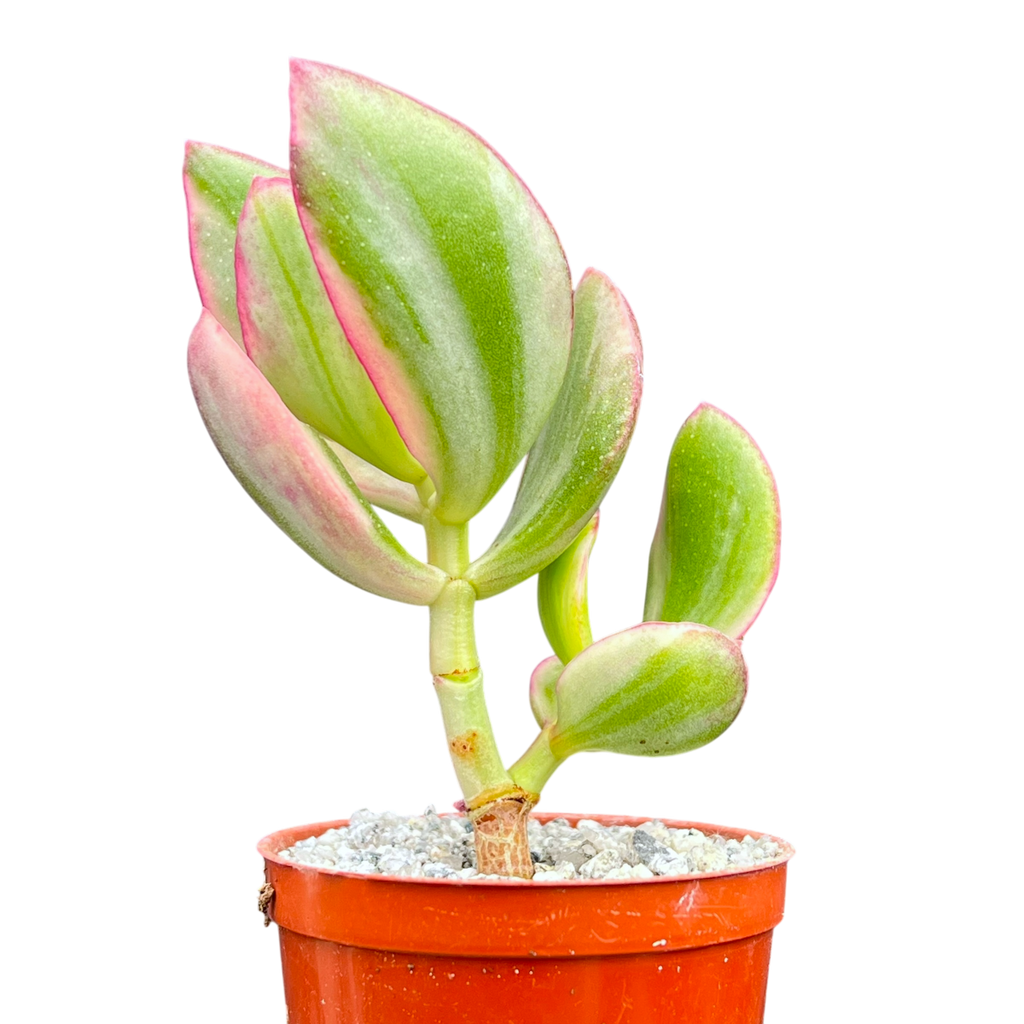 Crassula ovata variegata