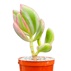 Crassula ovata variegata
