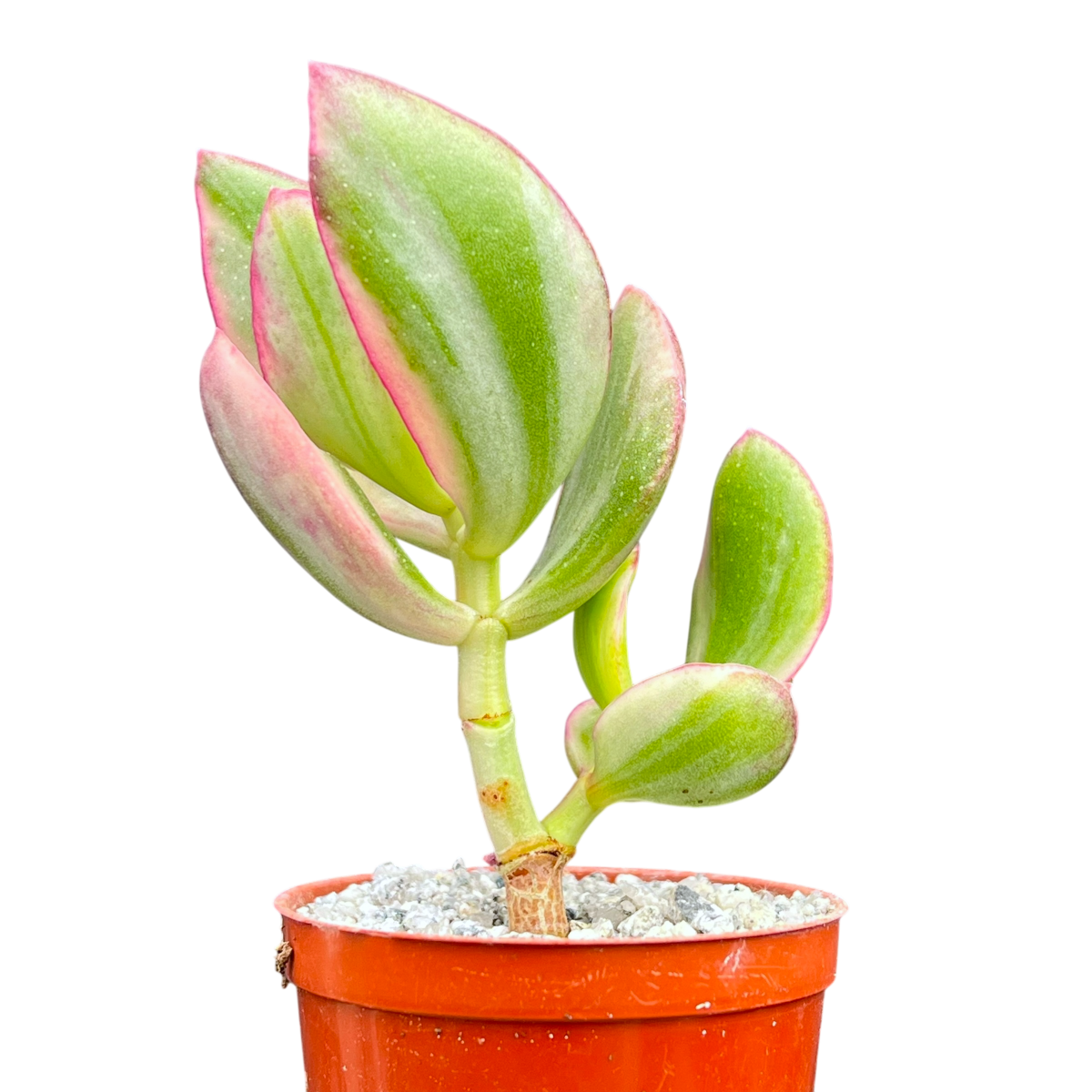 Crassula ovata variegata