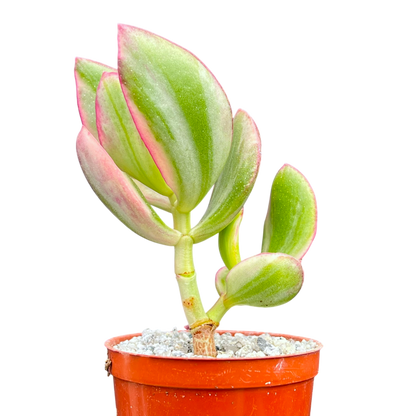 Crassula ovata variegata
