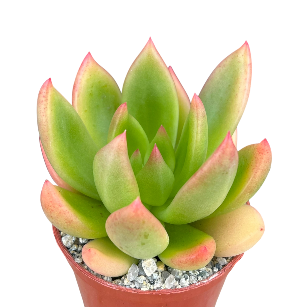 x Cremneria 'Scaphylla'