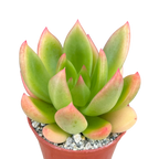 x Cremneria 'Scaphylla'