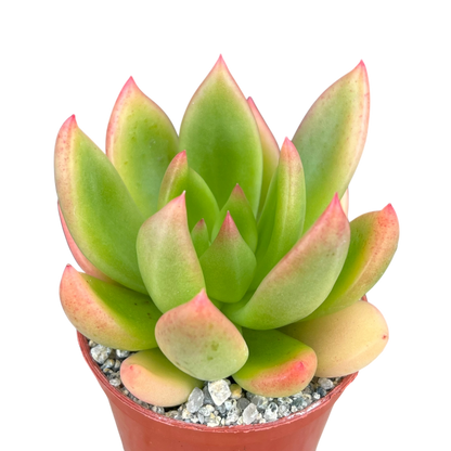 x Cremneria 'Scaphylla'