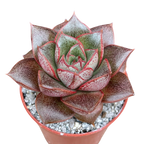 Echeveria 'Dionysos'
