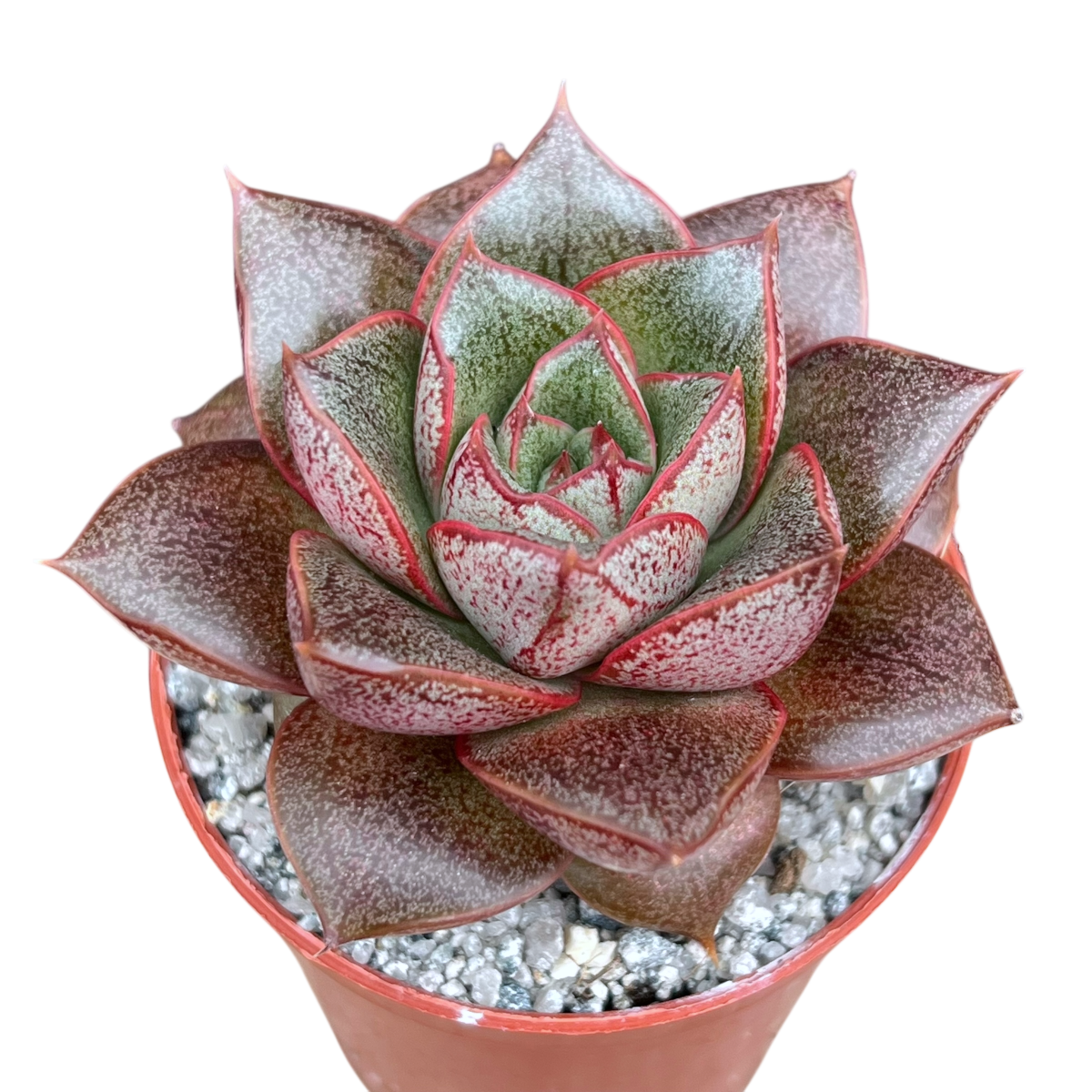 Echeveria 'Dionysos'