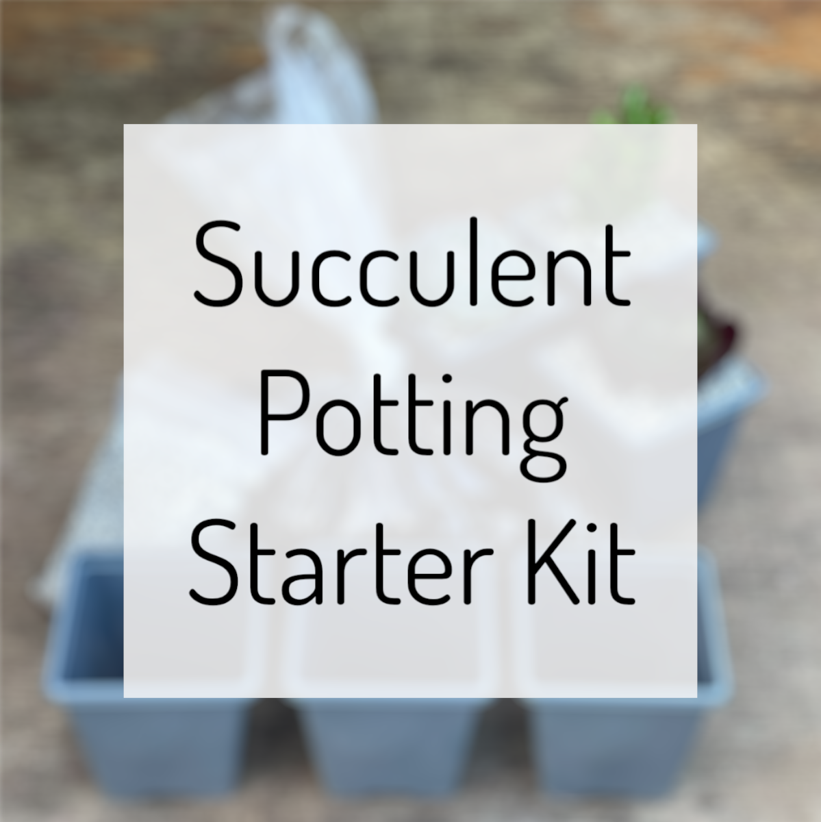 Succulent Potting Starter Kit