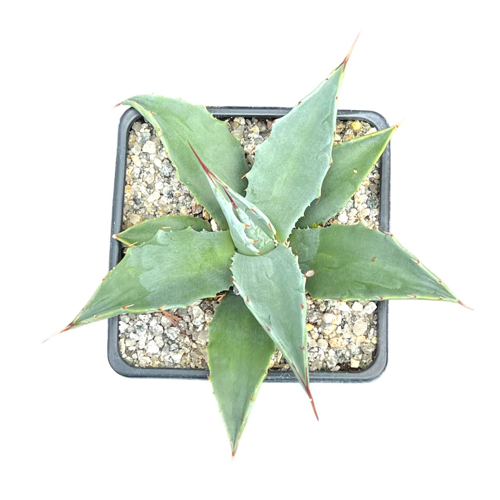 Agave montana x gentryi