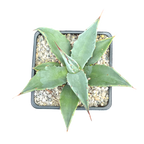 Agave montana x gentryi