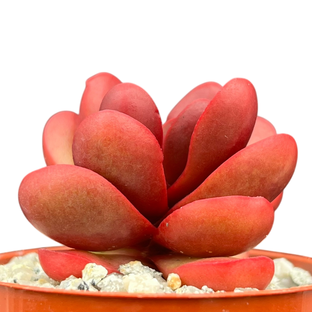 Crassula clavata