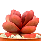 Crassula clavata