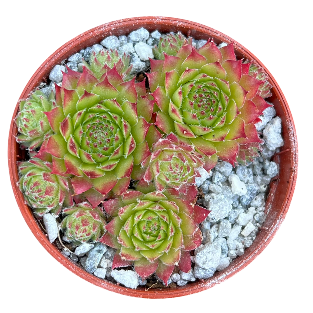 Sempervivum 'Green Dragon'