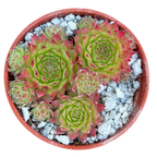 Sempervivum 'Green Dragon'