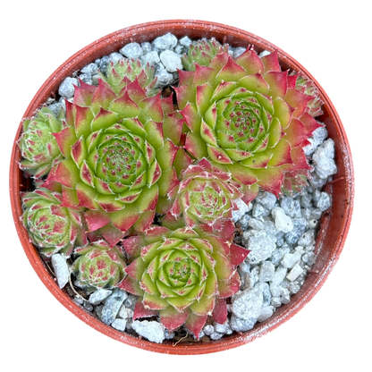 Sempervivum 'Green Dragon'