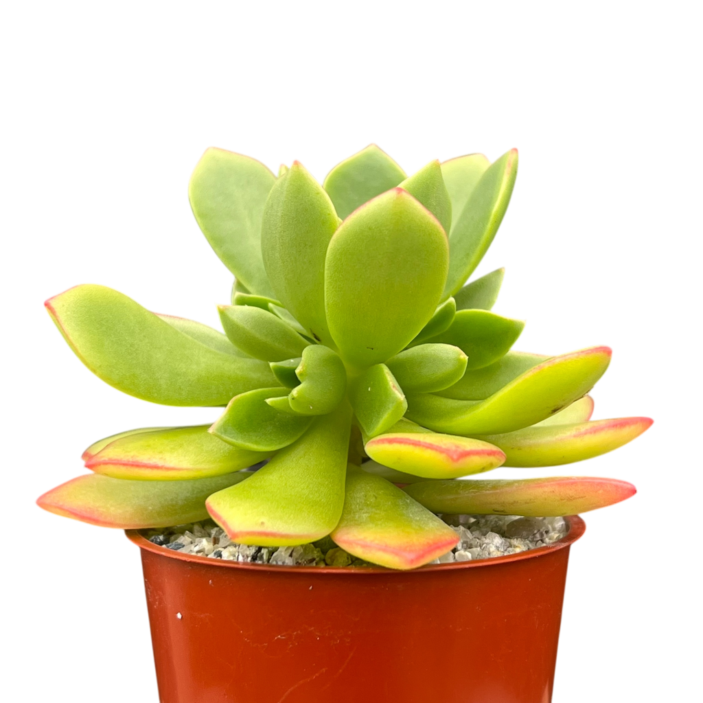 アエオニウム 'グリーンクラッシュ' – Surreal Succulents
