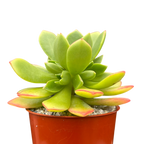 Aeonium 'Green Crush'