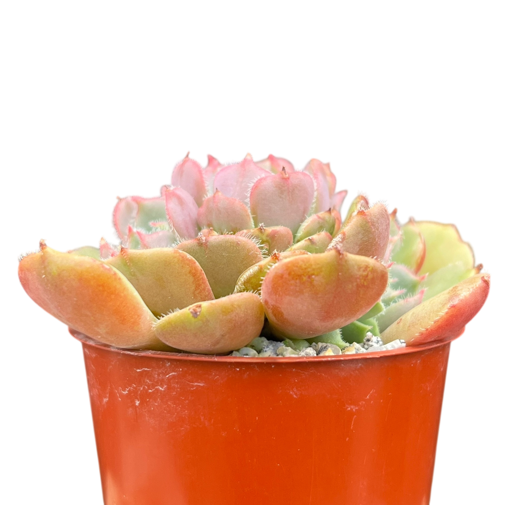 Echeveria 'Pastel Rose'