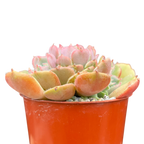 Echeveria 'Pastel Rose'