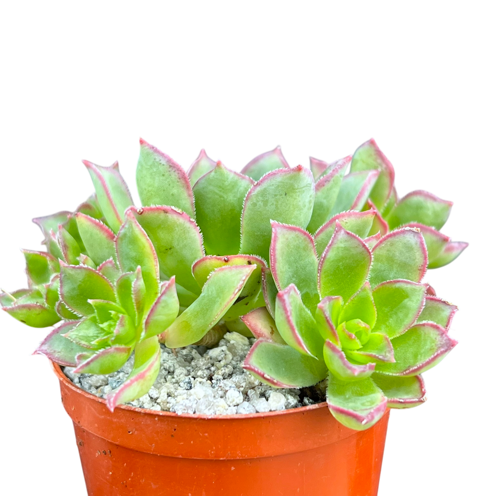 Aeonium 'Cornish Pixie'