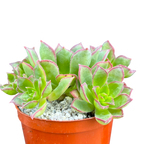 Aeonium 'Cornish Pixie'