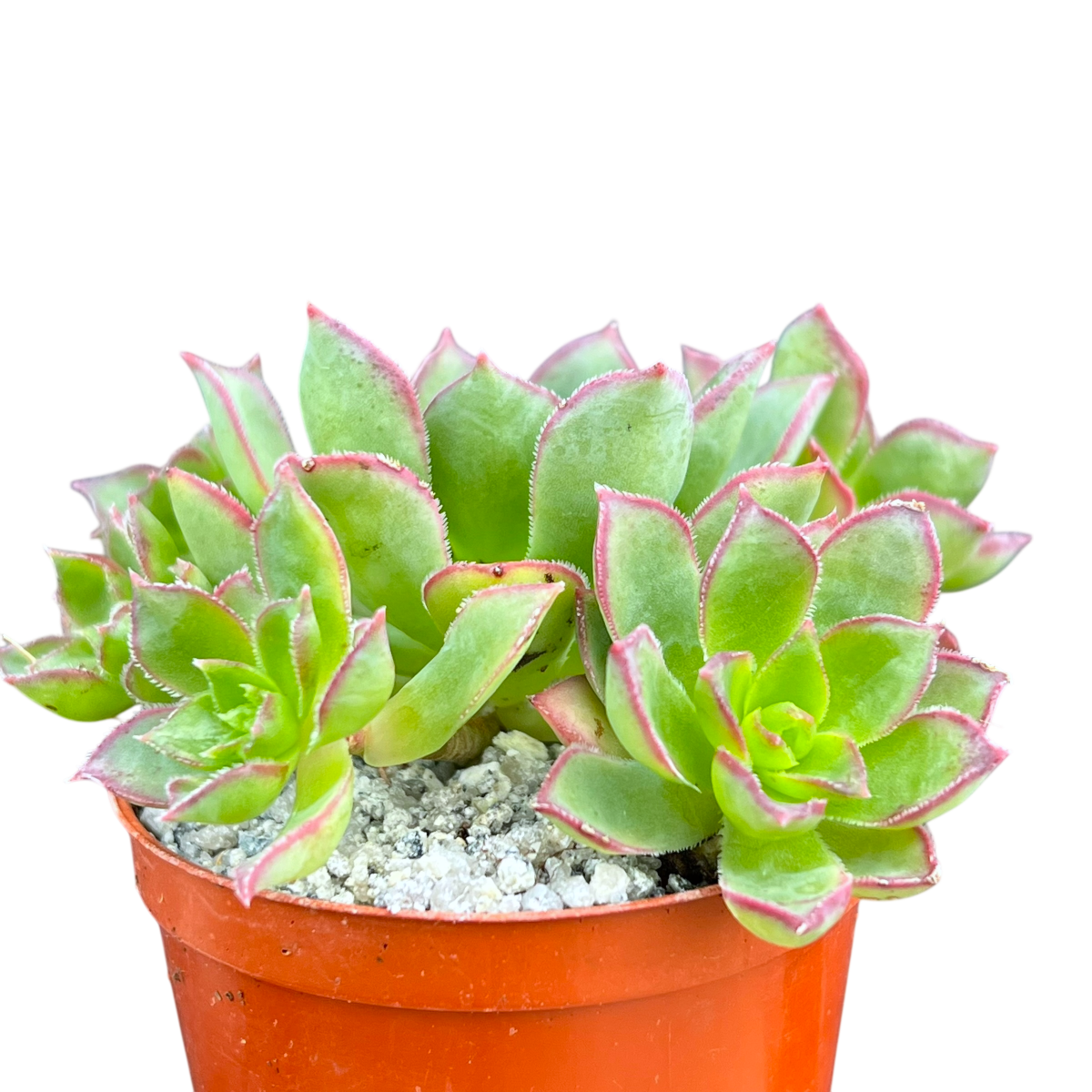 Aeonium 'Cornish Pixie'